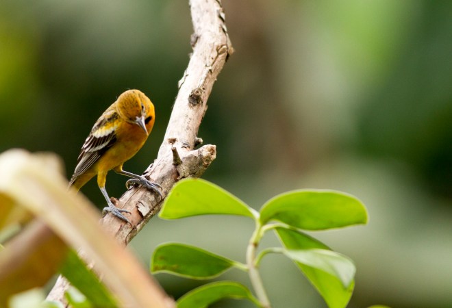 Streak-backed Oriole