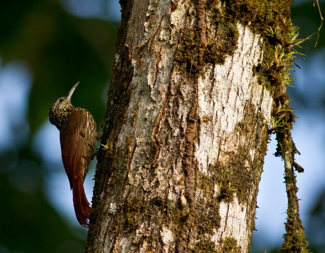 Streak-headed Woodcreeper