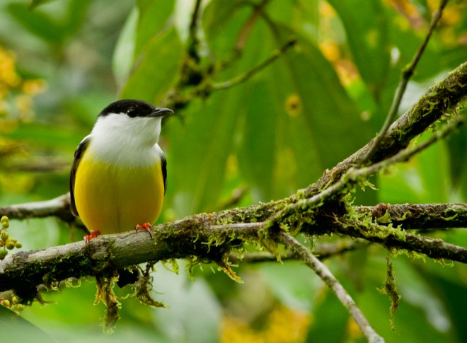 White-collared Manakin