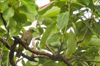 bulbul