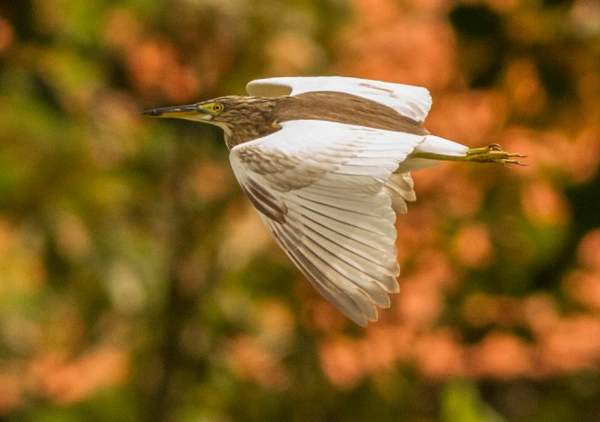 Chinese Pond Heron