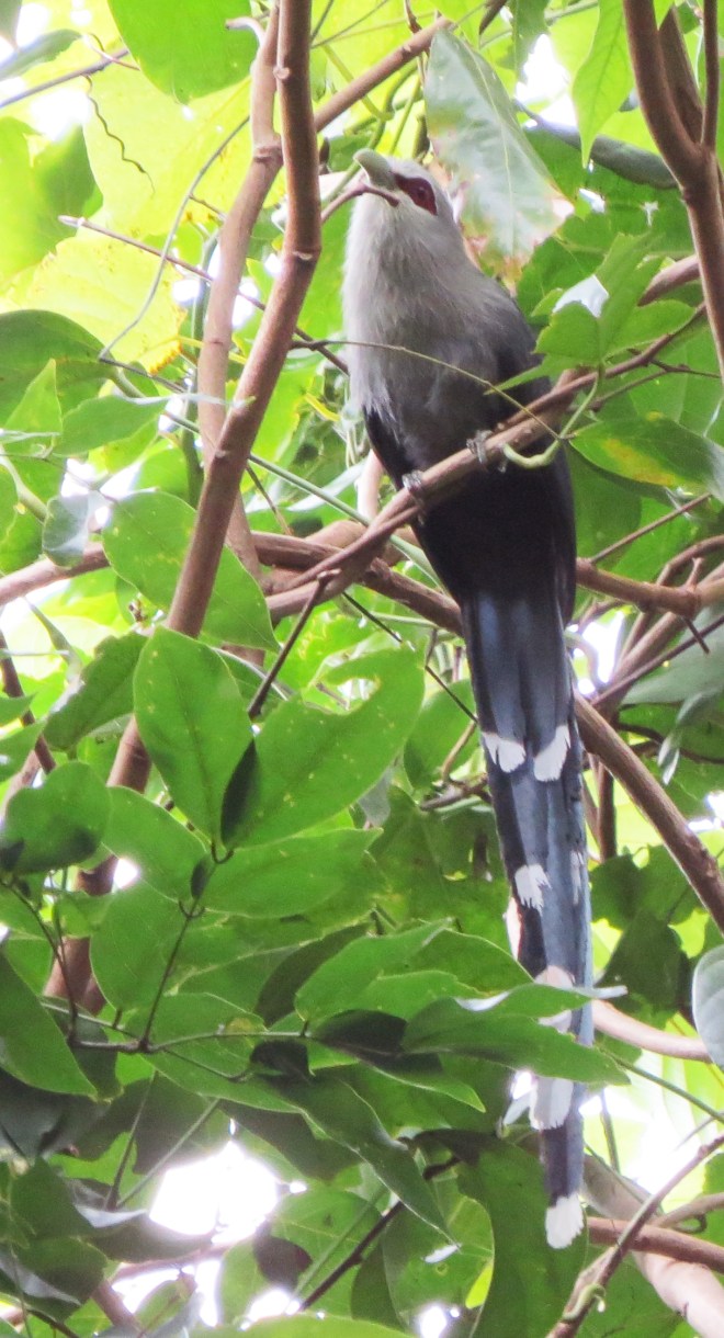 Malkoha