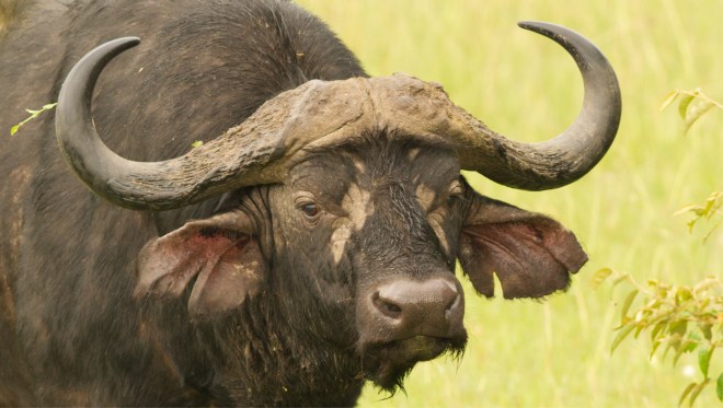 1 Buffel