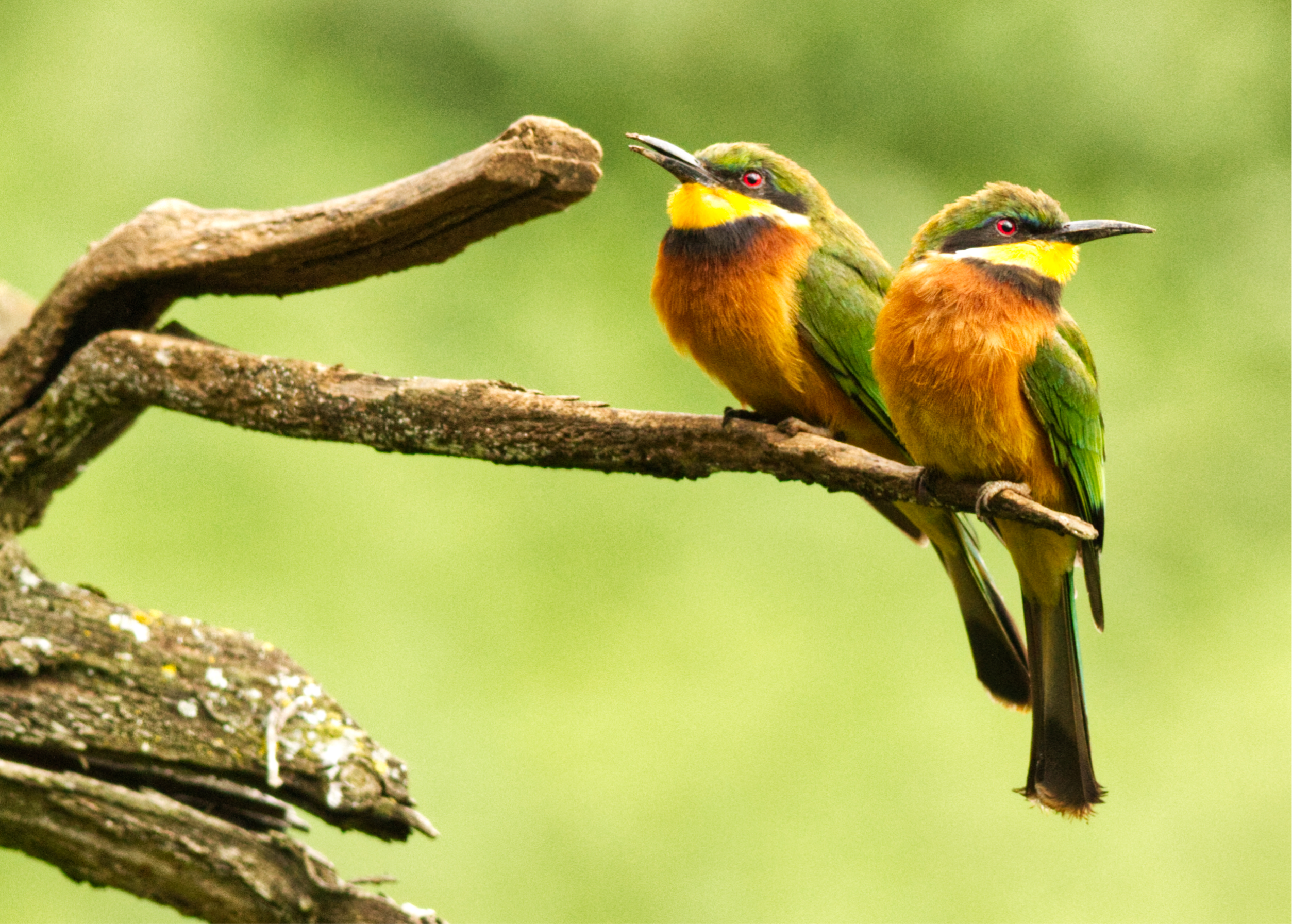1 Cinnamon-breasted Bee-eater