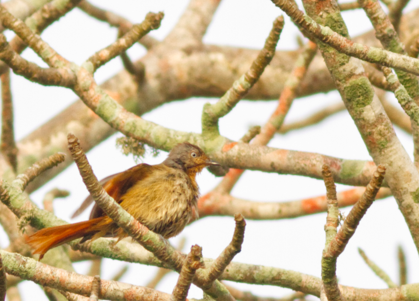 1 Collared Palm Thrush