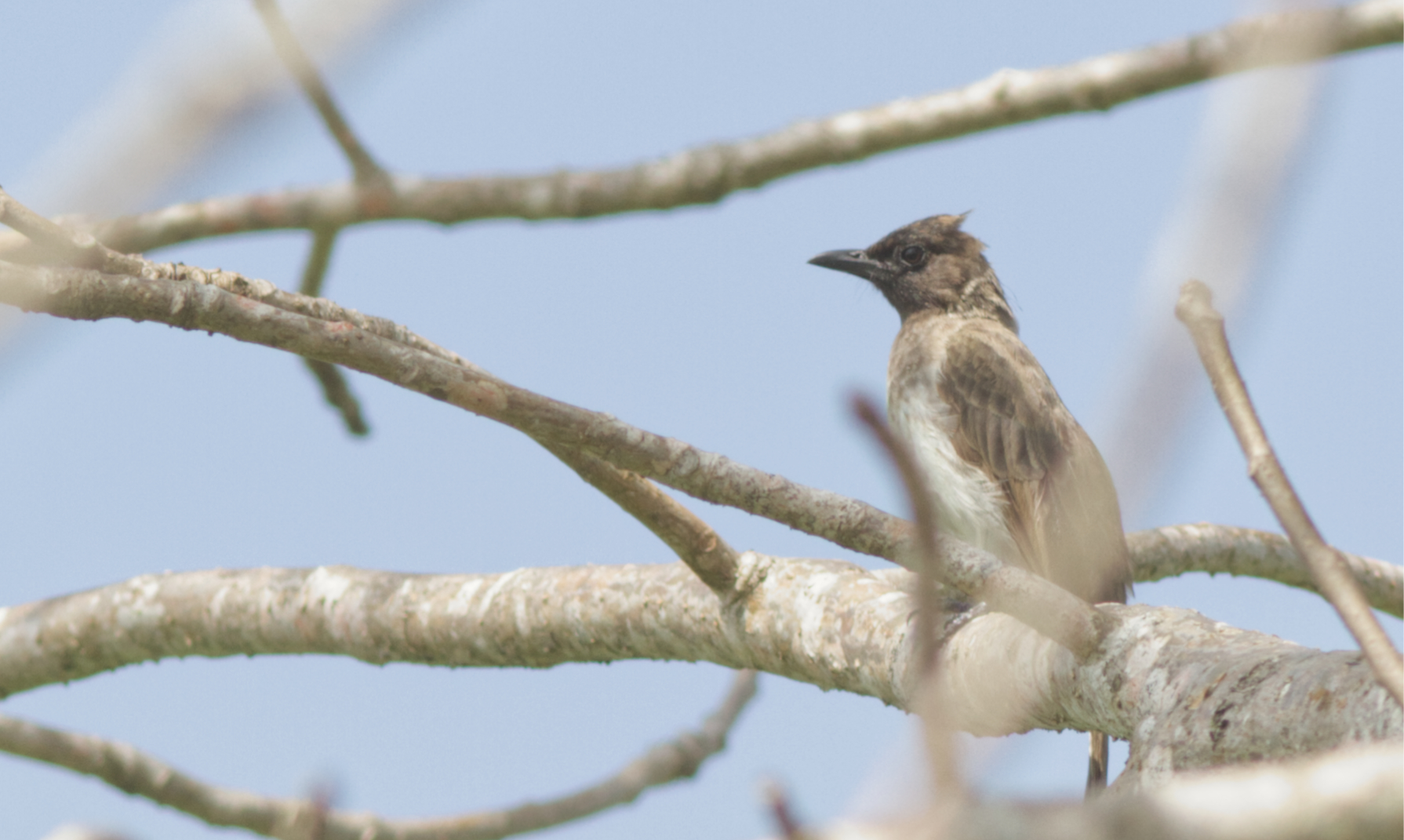 1 Dodson's Bulbul