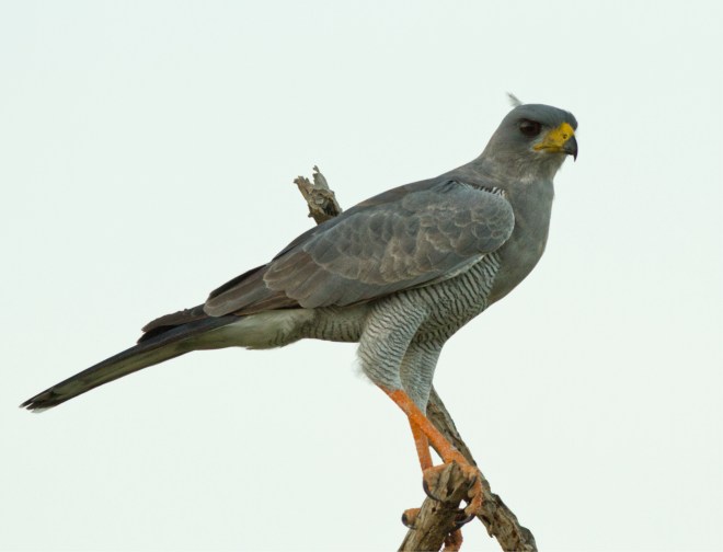 1 Eastern Pale Chanting Goshawk