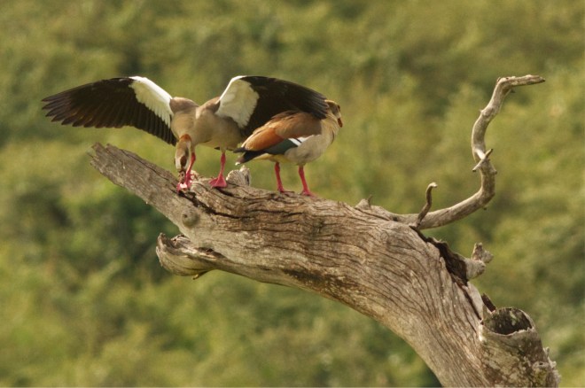 1 Egyptian Goose