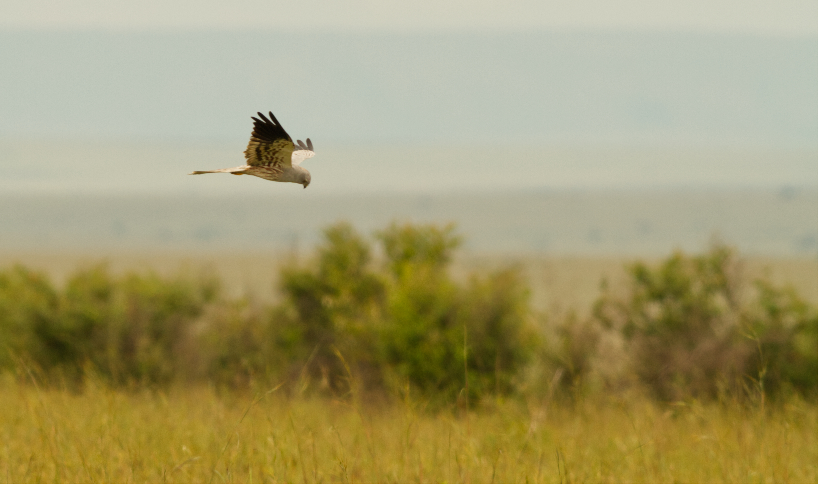 1 Montagus Harrier