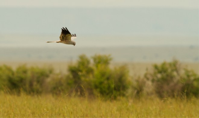 1 Montagus Harrier