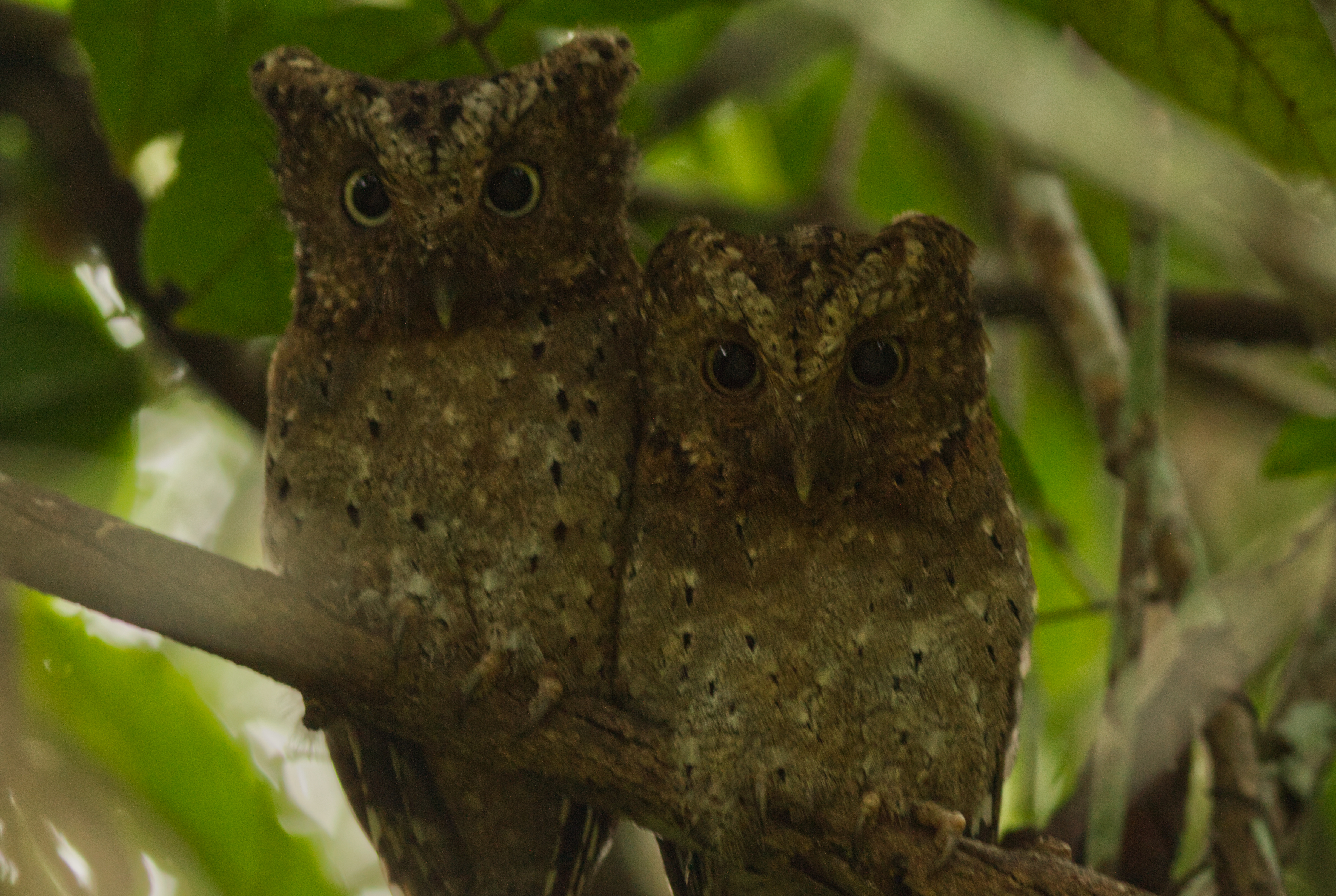 1 Sokoko Scops Owl1
