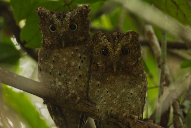 1 Sokoko Scops Owl1