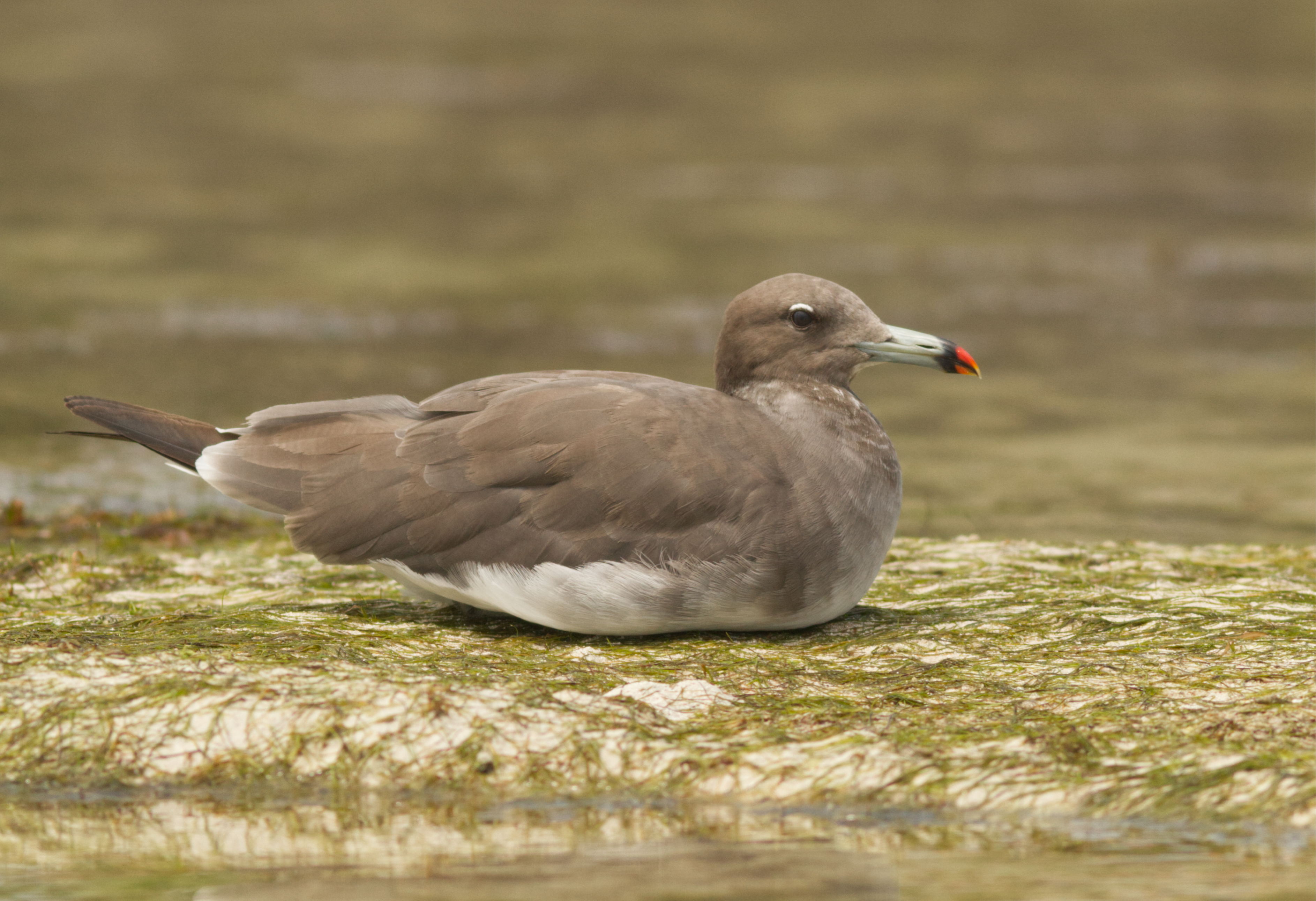 1 Sooty Gull