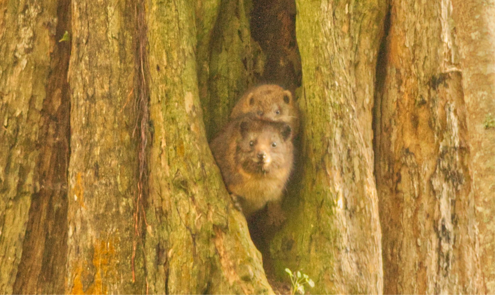 1 Tree Hyrax