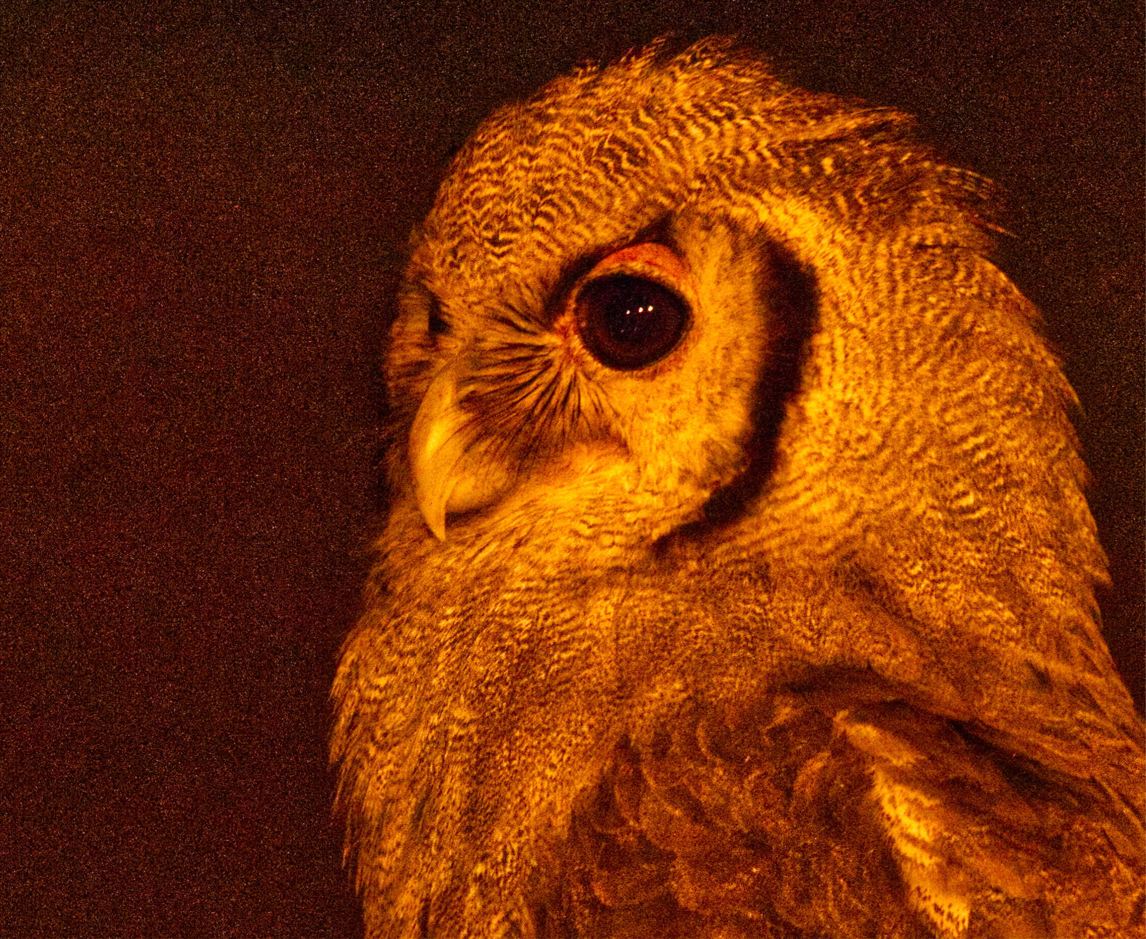 1 Verreaux's Eagle-Owl2