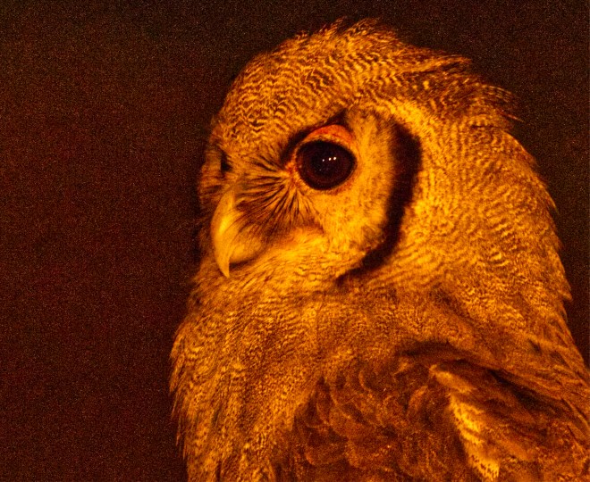 1 Verreaux's Eagle-Owl2