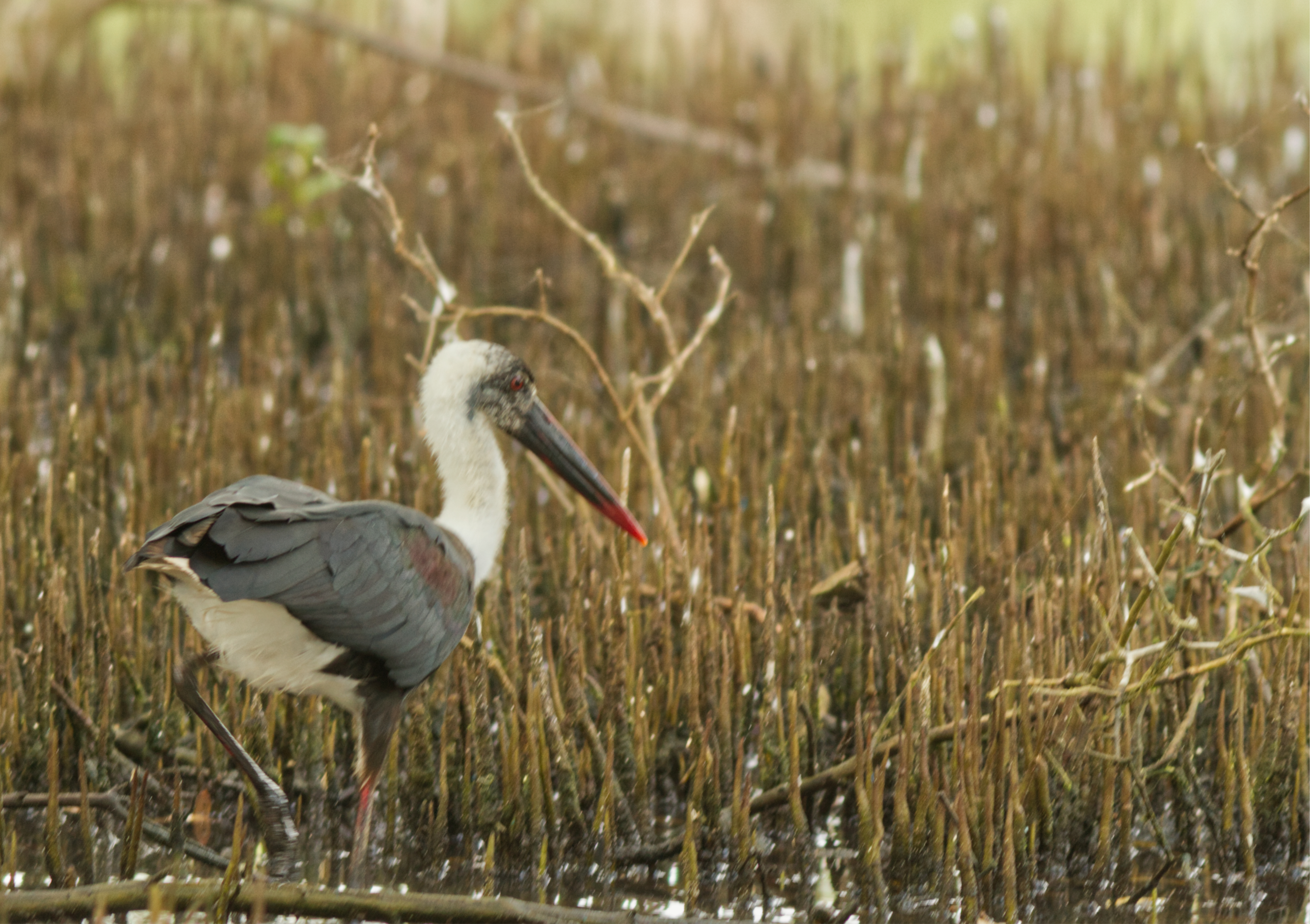 1 Wooly-necked Stork