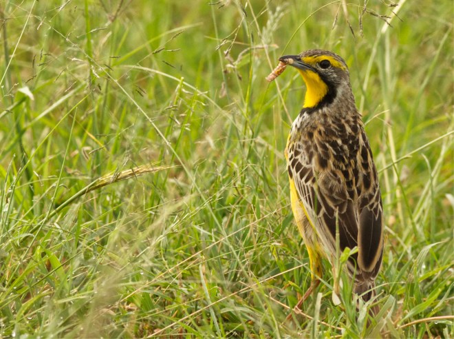 1 Yellow-throated Longclaw