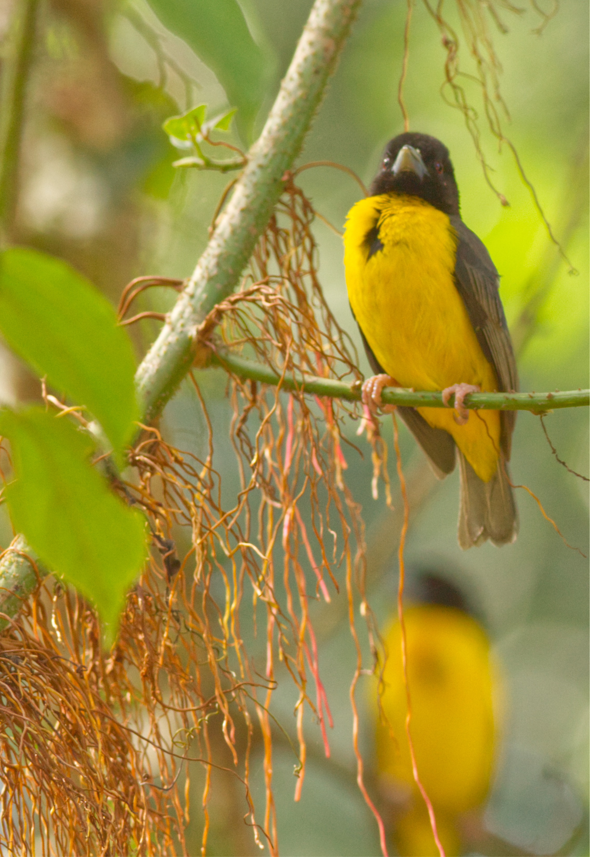 1 Dark-backed Weaver