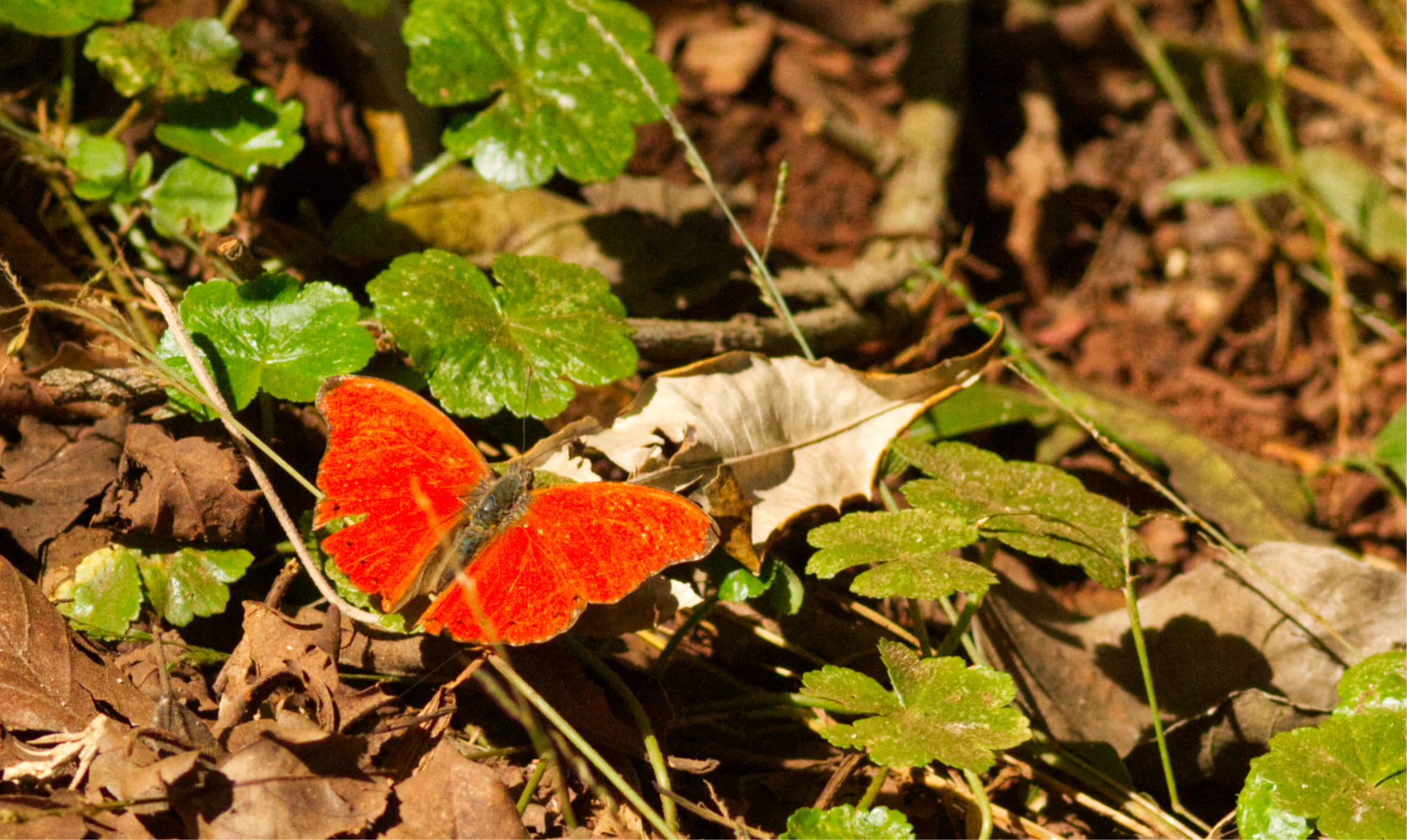 1 Hobarts Red Glider