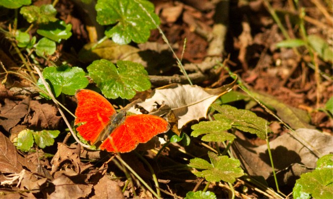 1 Hobarts Red Glider