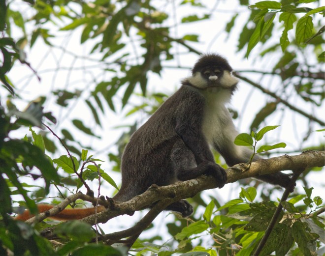 1 Red-tailed Monkey